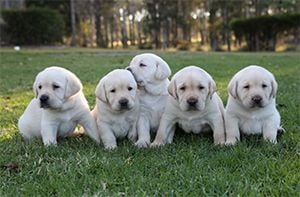 Guide Dogs NSW Day Tour Image -5a0bce17ebf39